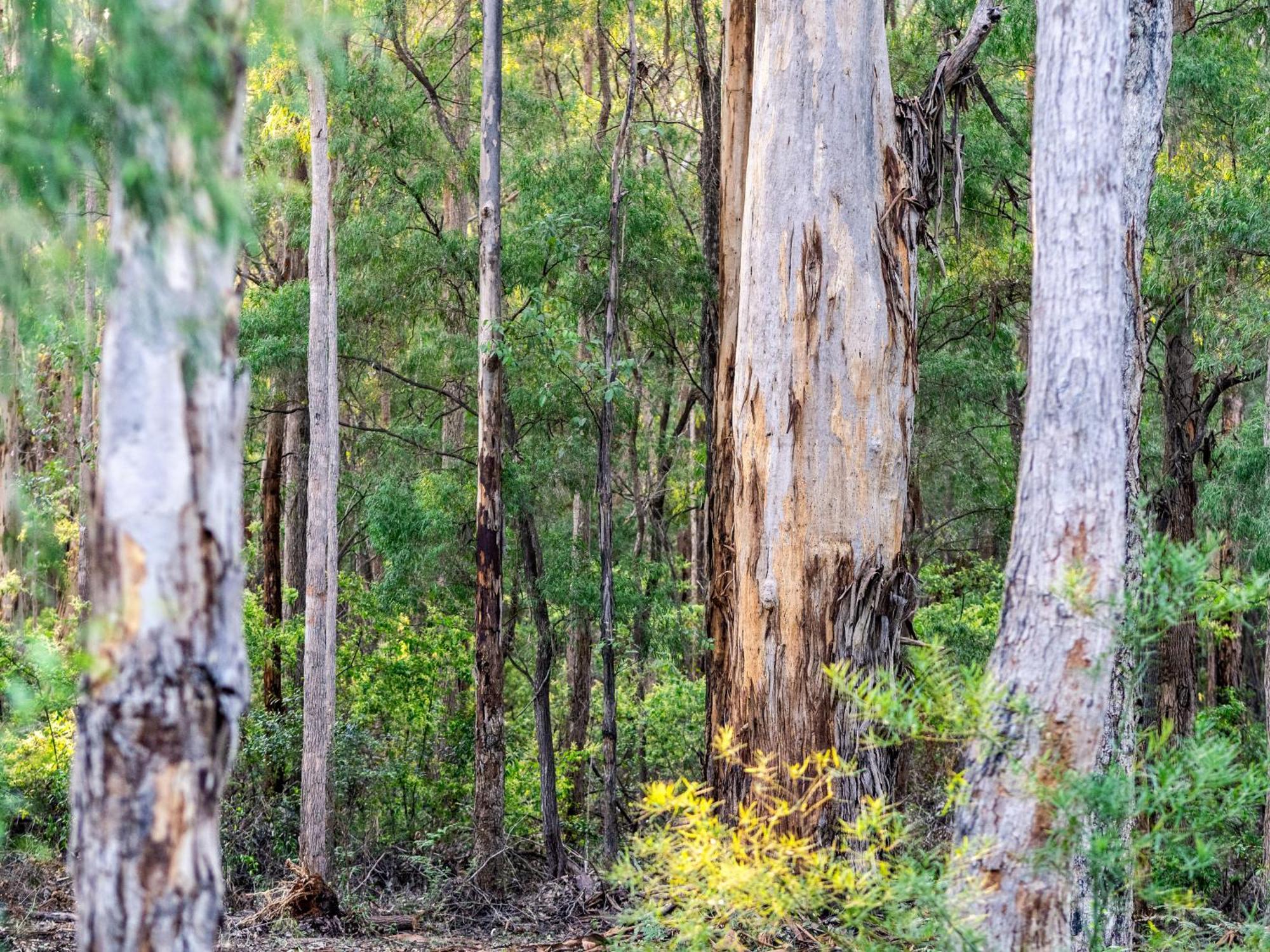 Jarrah Grove Forest Retreat - Adults Only Luxury Chalet Rosa Glen Экстерьер фото
